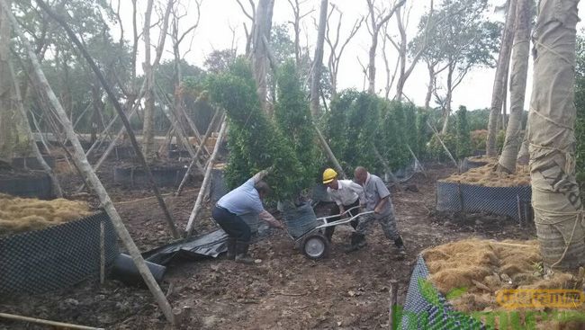 2019，如何进行苗圃建设