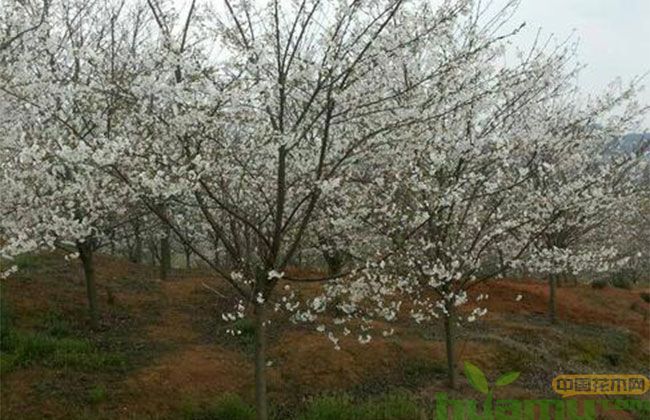 樱花树 樱花树