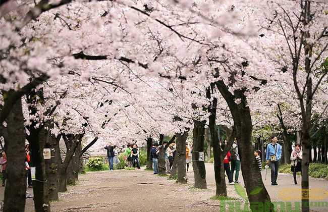 江西樱花树苗