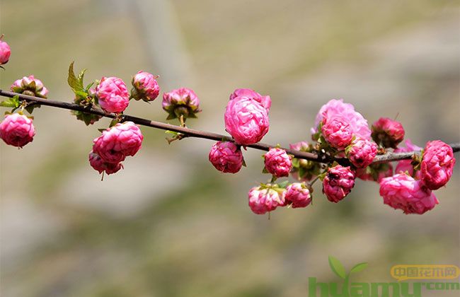 江西樱花树苗