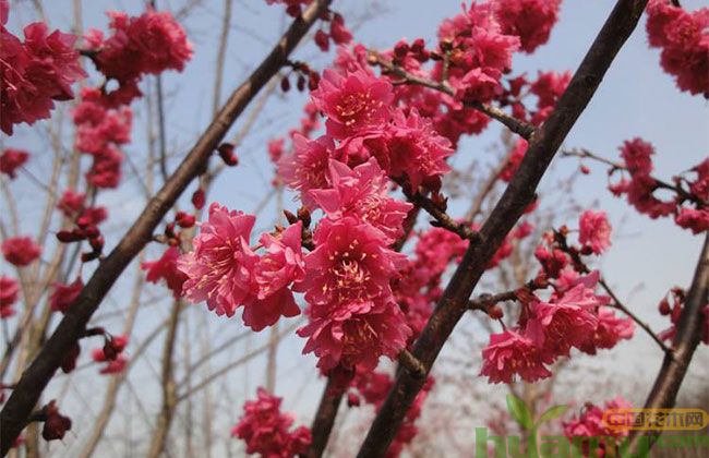 樱花树