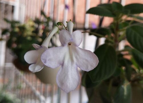 海豚花的花期是什么时候
