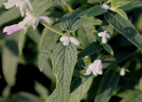 鼠尾草一年开几次花