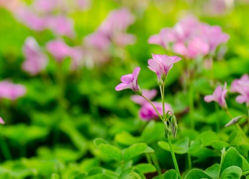 三叶草会开花吗 开花的颜色与样子
