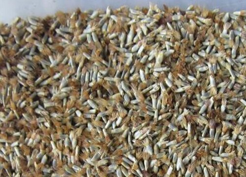 矢车菊的种子长什么样（图片）