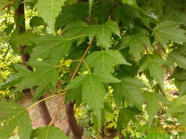 茶条槭价格多少钱