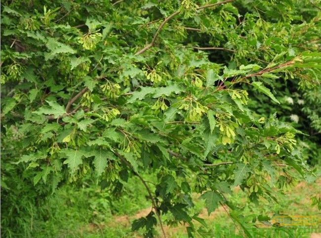 茶条槭价格.jpg