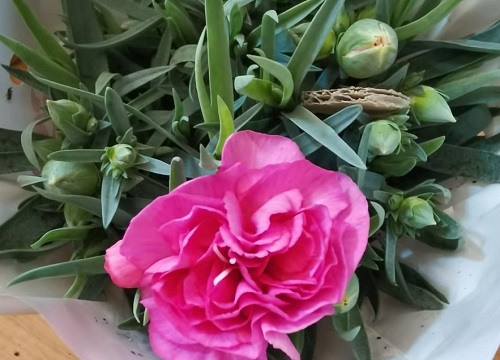 康乃馨花期是什么时候