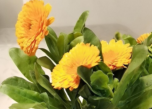 金盏菊冬天开花吗