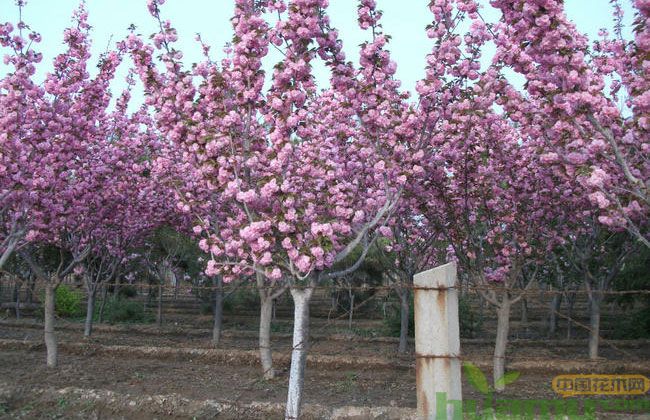 20公分樱花树价格多少? 20公分樱花树价格多少?
