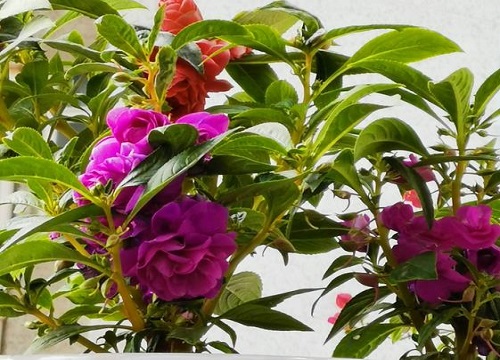凤仙花属于什么植物类型