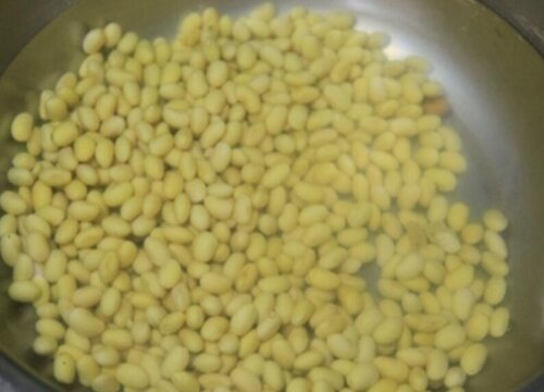 黄豆水如何养长春花新芽侧芽窜不停
