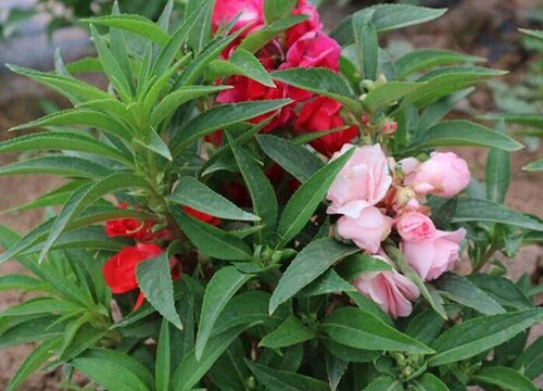 凤仙花一年开几次花