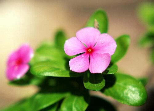 长春花棒棒糖型是如何打造的