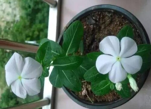长春花如何养护枝繁叶茂花开不断