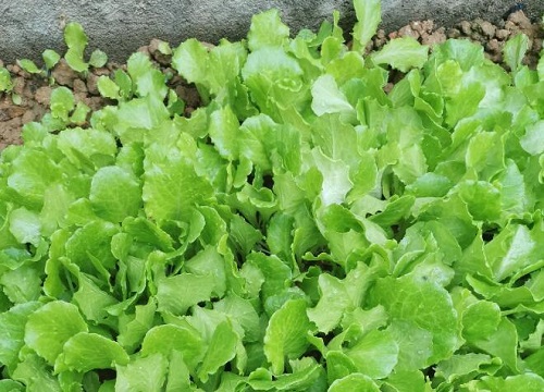 生菜保存方法