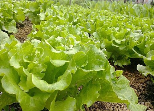 生菜开花吗 开花什么样子