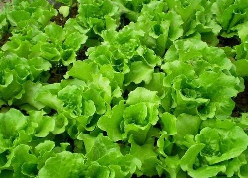 生菜又叫什么菜