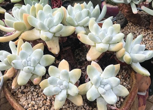 白晶菊花期是什么时候