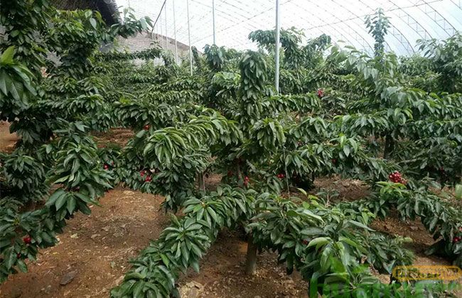 砂蜜豆樱桃苗价格趋势