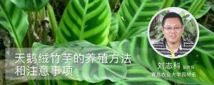天鹅绒竹芋