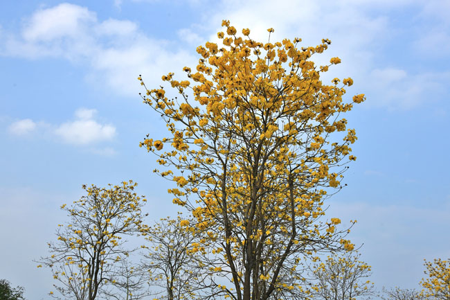 黄花风铃木基地实拍