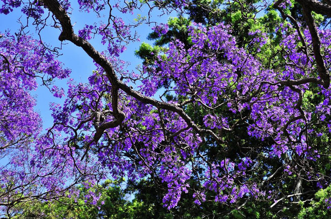蓝花楹