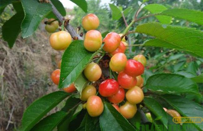砂蜜豆樱桃苗价格趋势 砂蜜豆樱桃苗价格趋势
