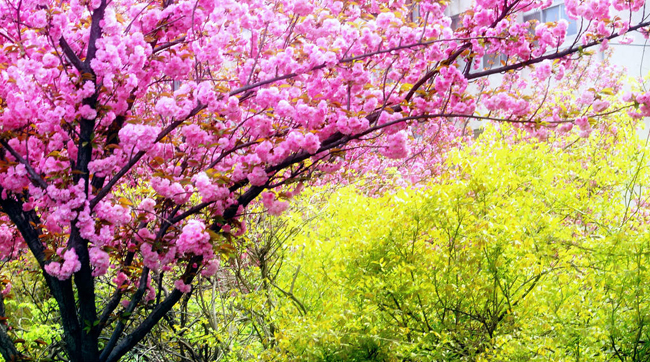 樱花树