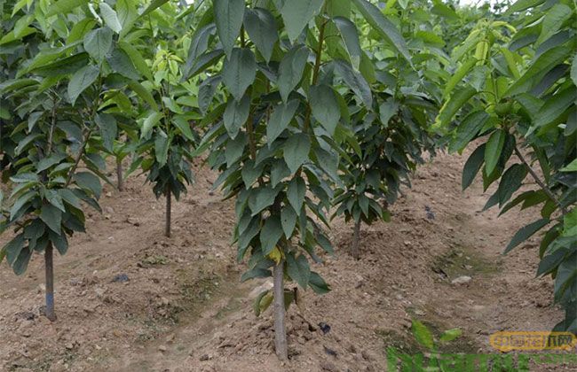 砂蜜豆樱桃苗价格趋势 砂蜜豆樱桃苗价格趋势