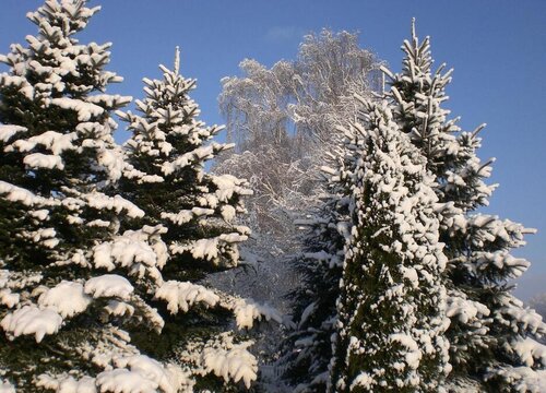 雪松属于什么植物类型