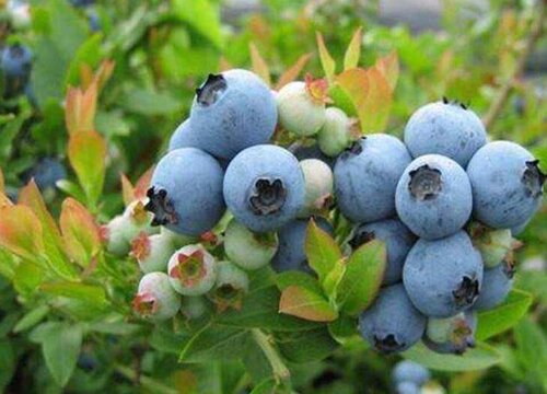 夏季蓝莓叶片发红的原因