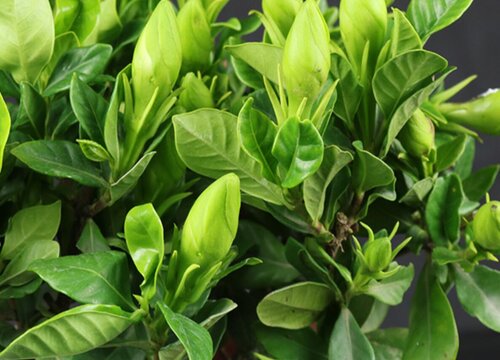 小叶栀子花期是什么时候