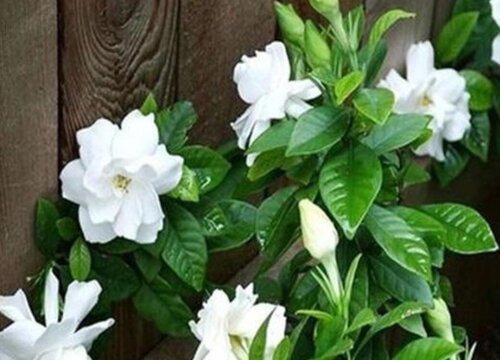 大叶栀子花和小叶栀子花哪个好养