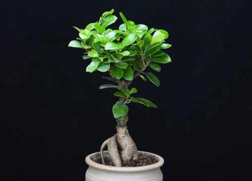 人参榕树开花吗 开花什么样子