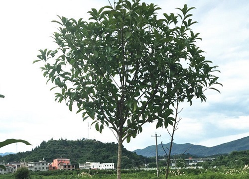 冬季如何修剪桂花可以尽快长出侧枝