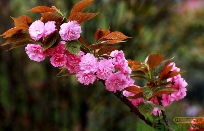 牡丹樱花 牡丹樱花