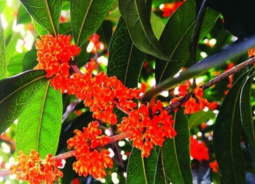 冬季修剪桂花需要做好哪些步骤