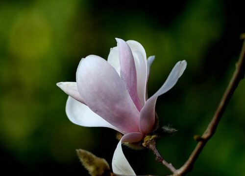木兰花花期是什么时候