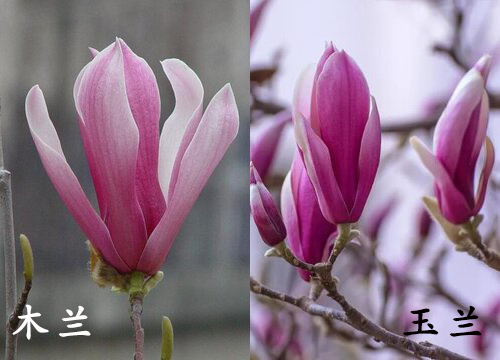 木兰和玉兰是一种花吗