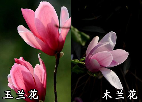 玉兰花和木兰花是一种花吗