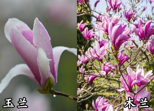 玉兰和木兰是一种花吗