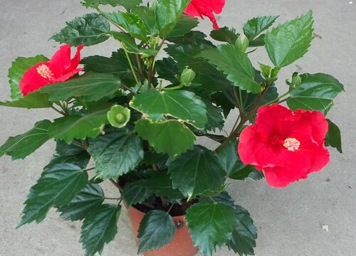 如何养护让扶桑花开花更大
