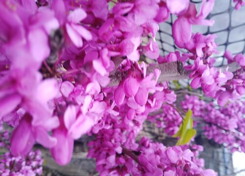紫荆花是什么颜色的