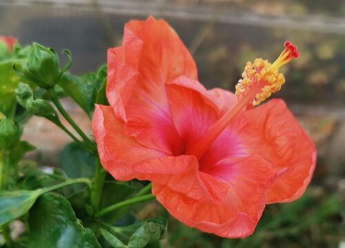 如何养护扶桑花能四季开花不断