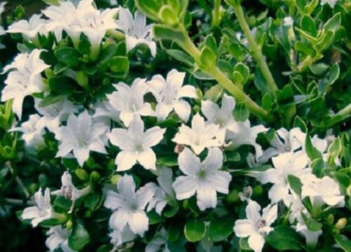 六月雪开花吗 养多久会开花
