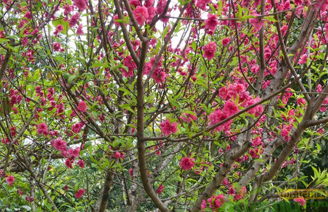 牡丹樱花 牡丹樱花