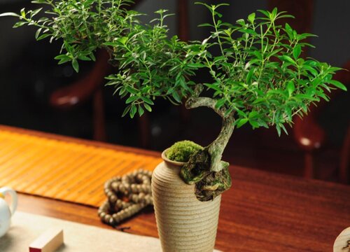 六月雪花期是什么时候