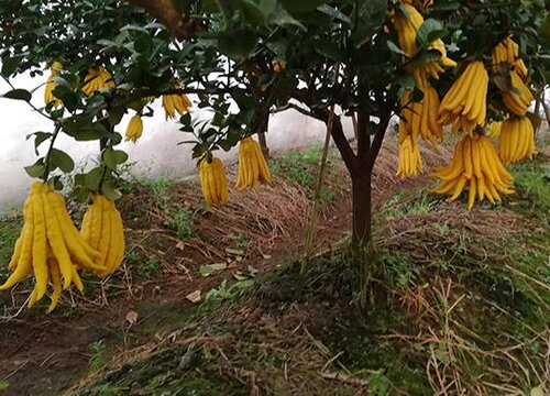 如何养殖佛手开花不停