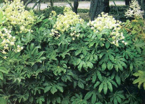 八角金盘开花吗 在什么时候开花